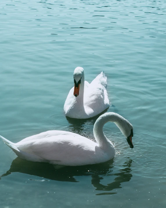 two white swans in the middle of the water