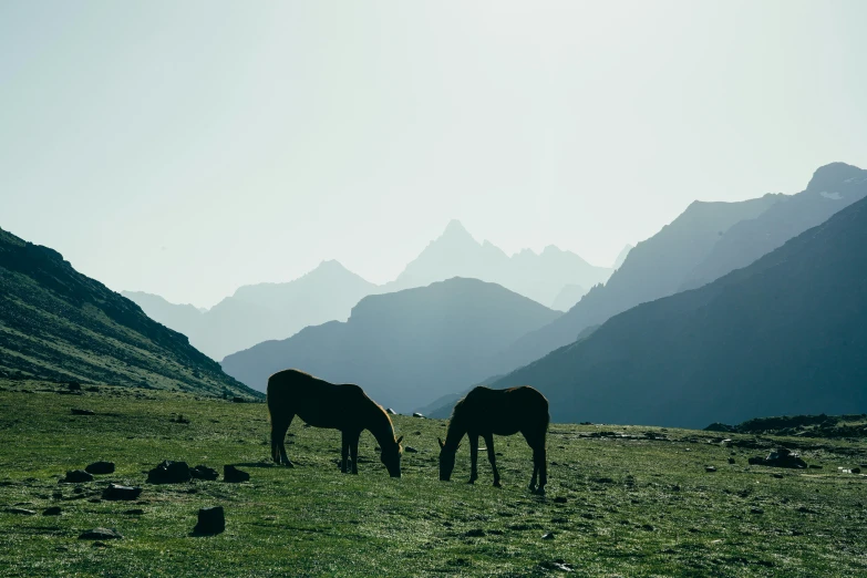 a couple of horses are standing in a field