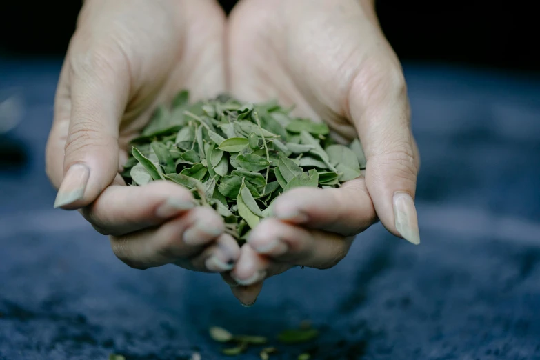 someone holding their hands full of green leaves