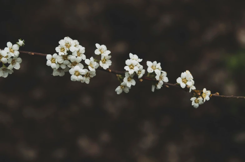 a nch with some small white flowers growing on it