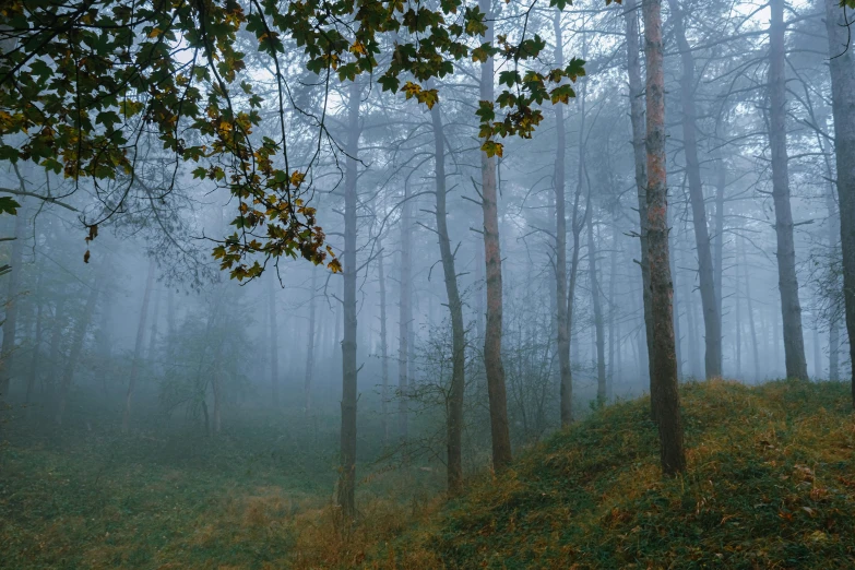 an image of the woods in the fog