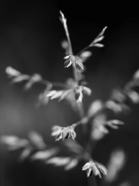 a flower with long petals in a black and white po