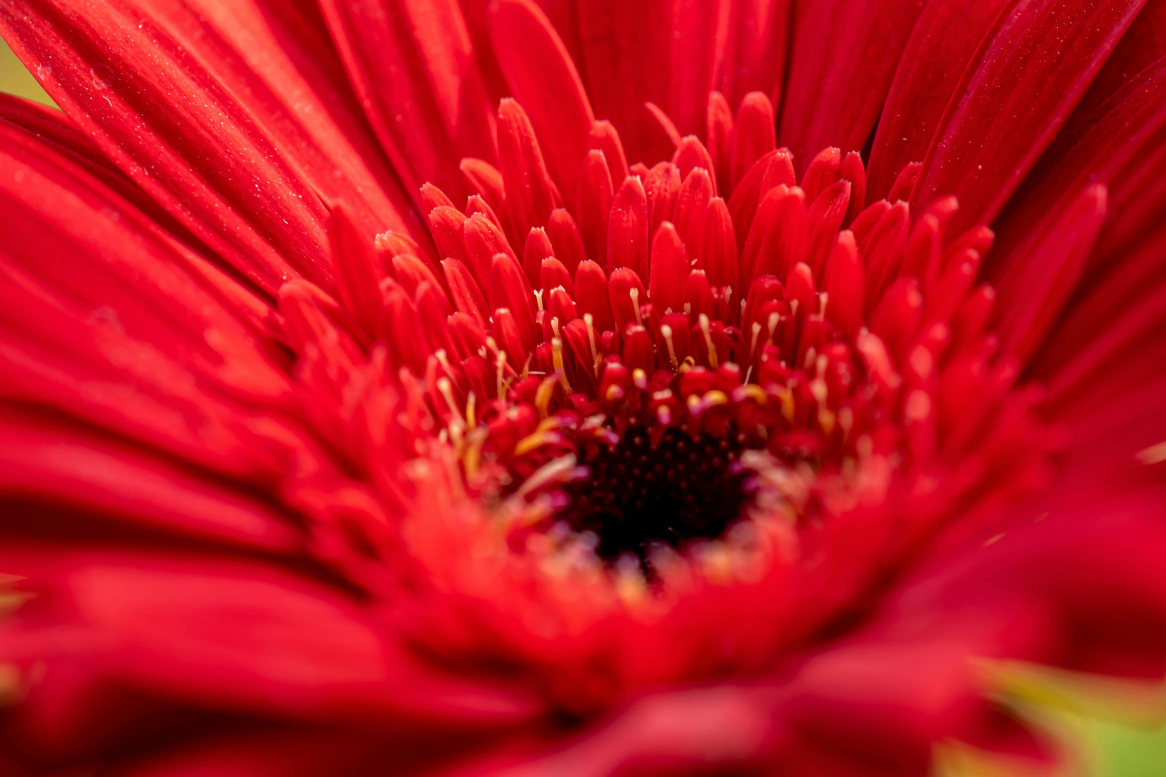 the center part of the red flower with water droplets