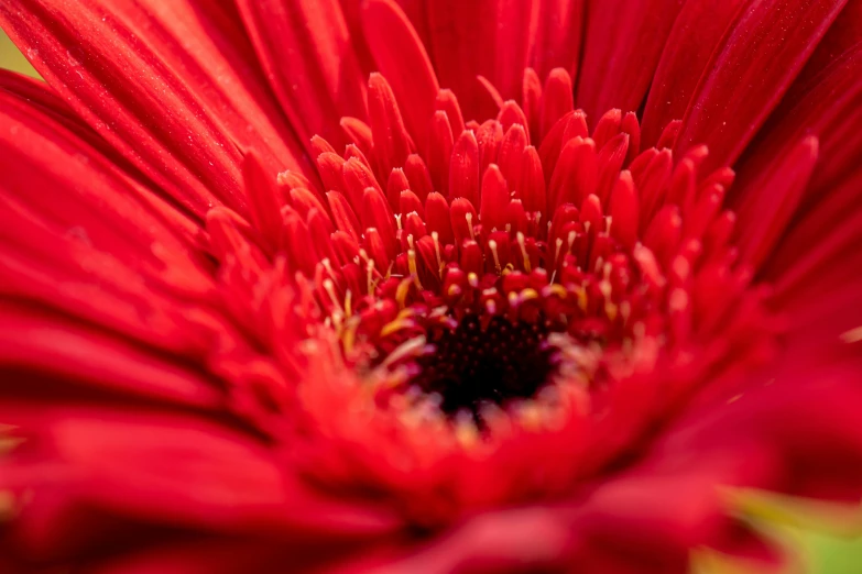 the center part of the red flower with water droplets