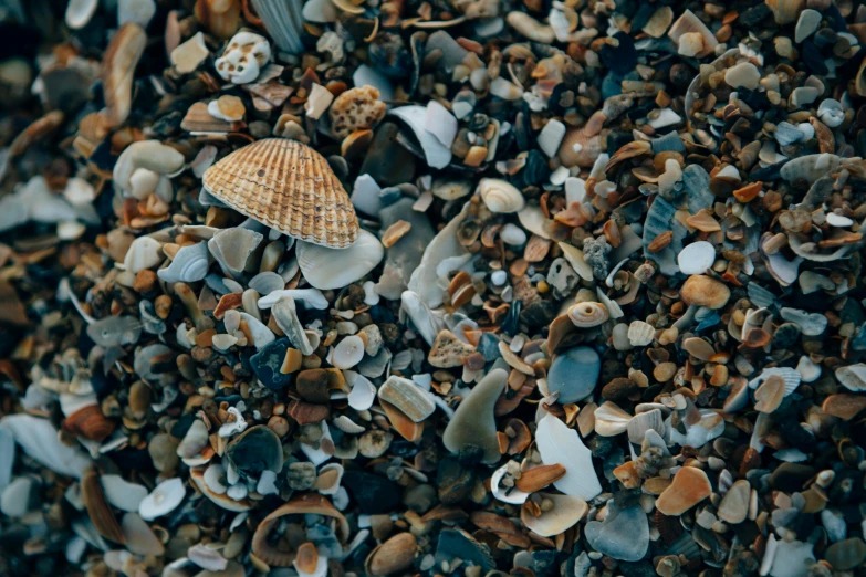 a small shell in the gravel on the beach