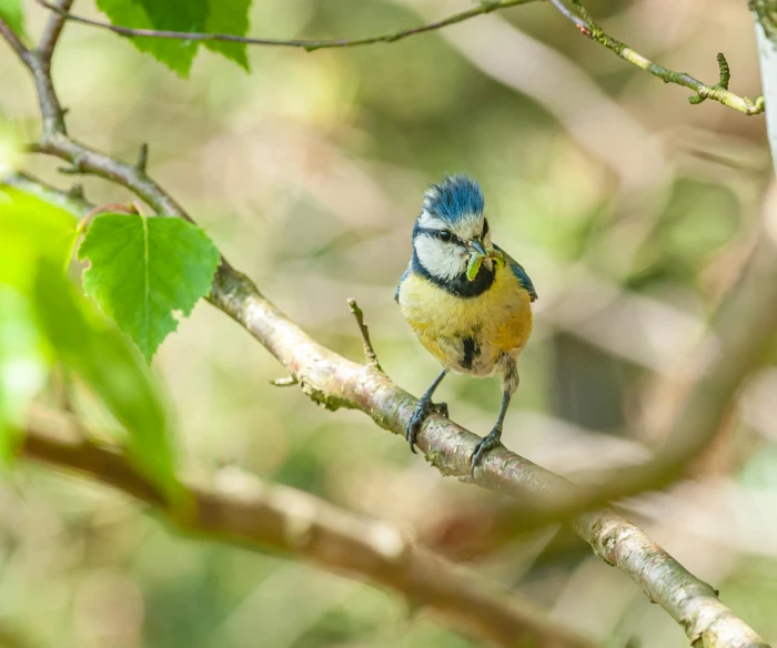 blue and yellow bird perched on a tree nch