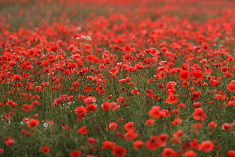 a field of wildflowers with grass in the background