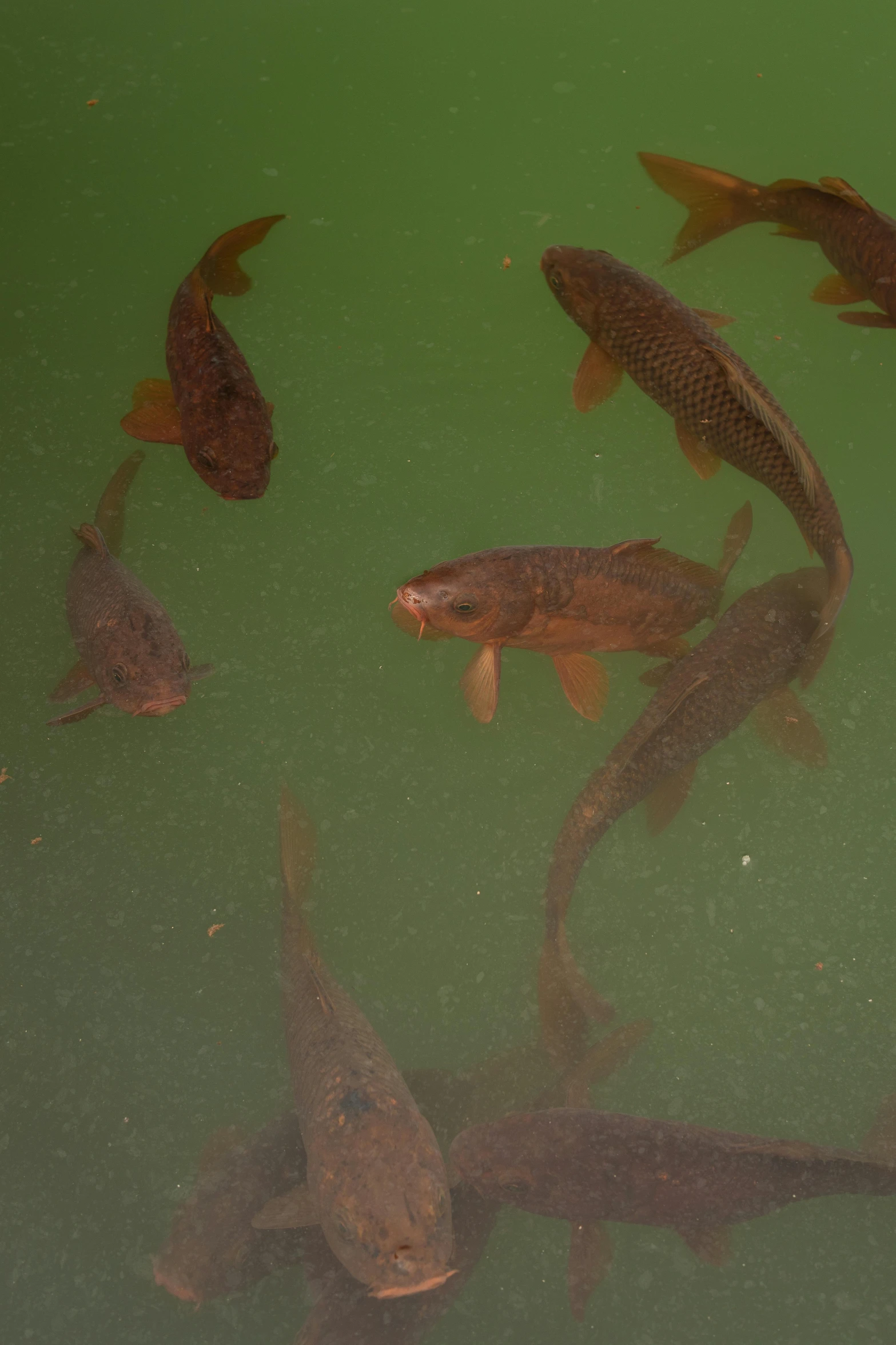 small fish swimming in the pond surrounded by other smaller ones