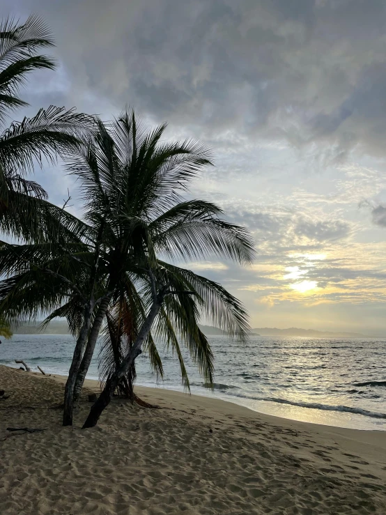 a lone palm tree is on a deserted beach