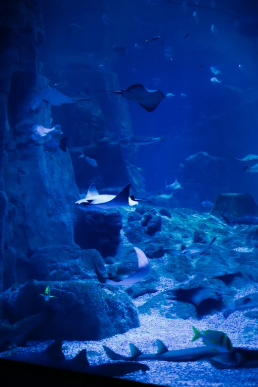 fish swim around an aquarium at a zoo