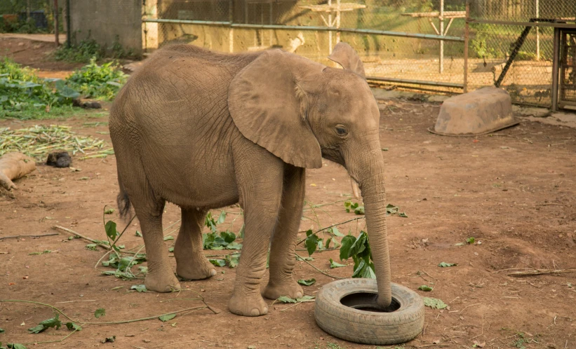 the baby elephant eats leaves off the tire