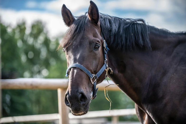 a horse standing next to a wooden fence