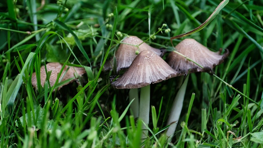 three small mushrooms are sitting in the grass