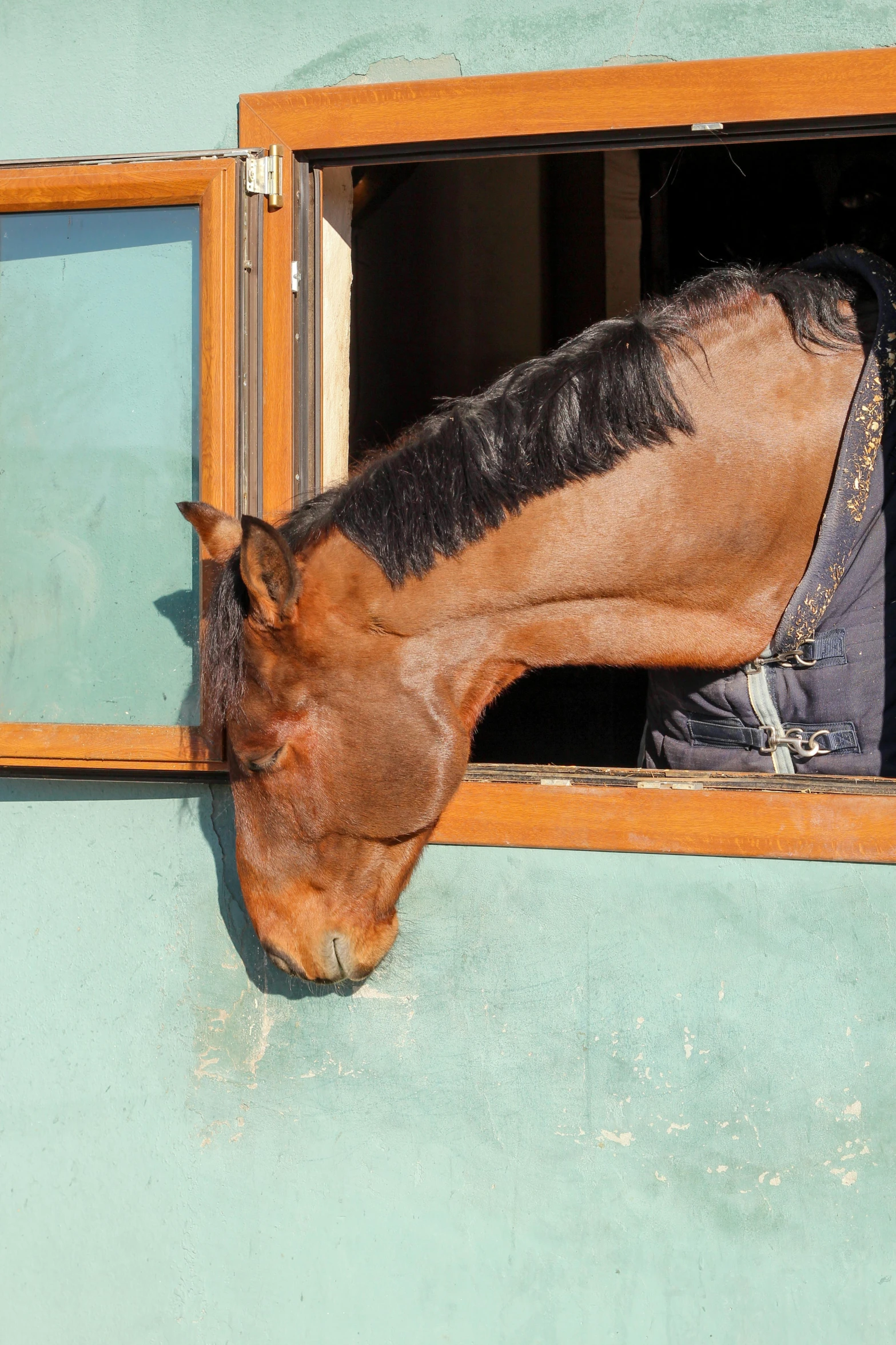 a horse is looking outside of a window