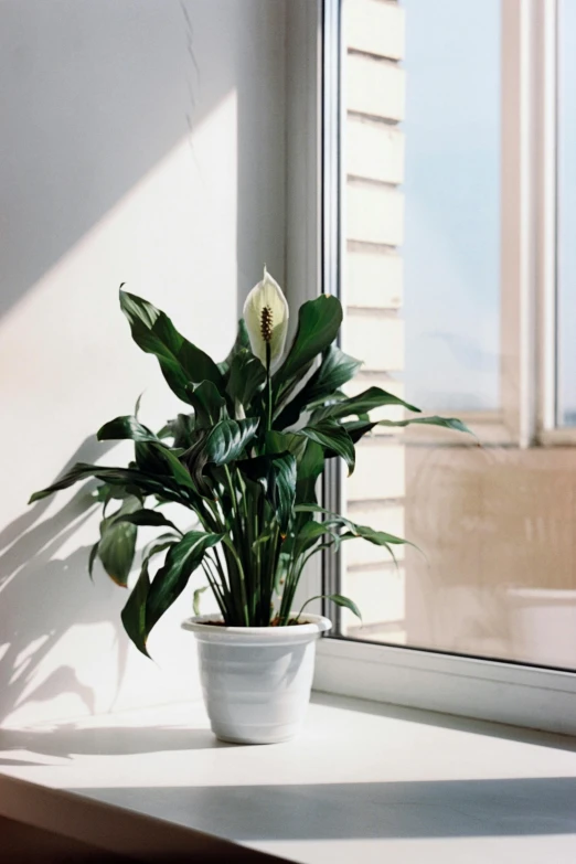 a potted plant sits next to a window