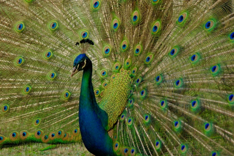 a peacock displaying its feathers with his feathers open