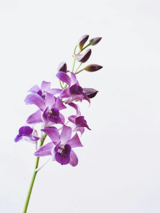 a close up of a single purple flower