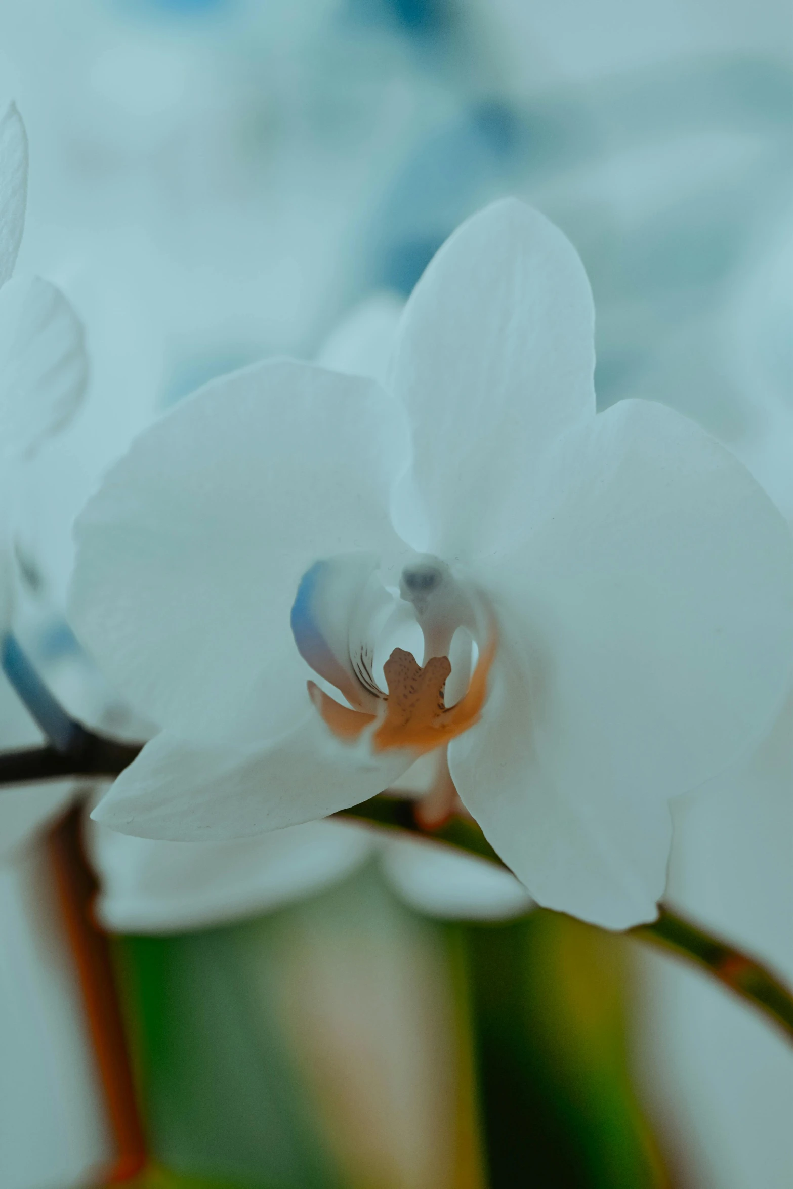 a closeup view of white flowers in a vase