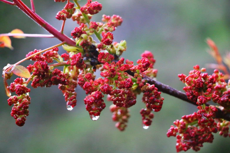 close up s of small berries hanging on a tree