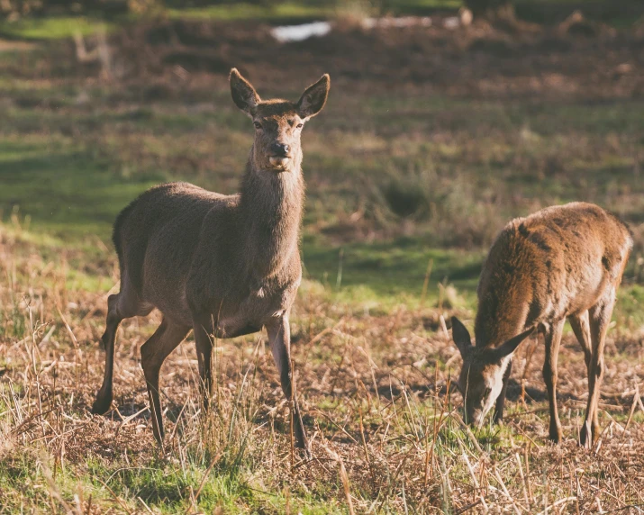 two deer grazing in a grassy field in the sun