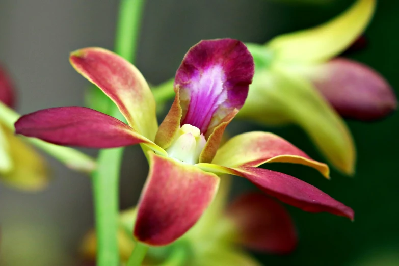 red and yellow flowers that are blooming on the end of stems