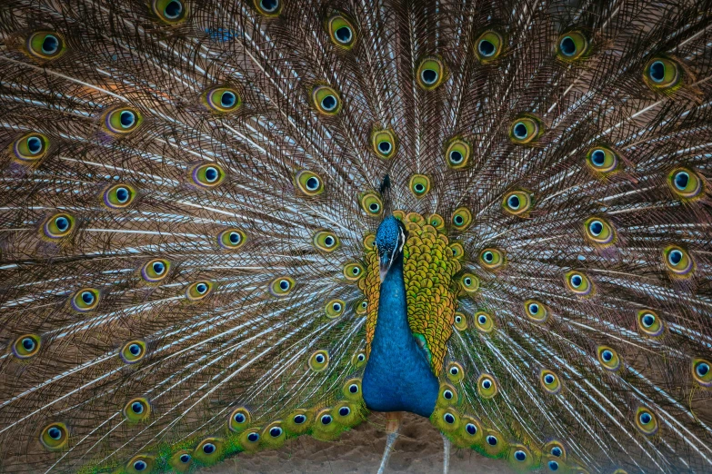 a beautiful peacock spreads its feathers with its tail