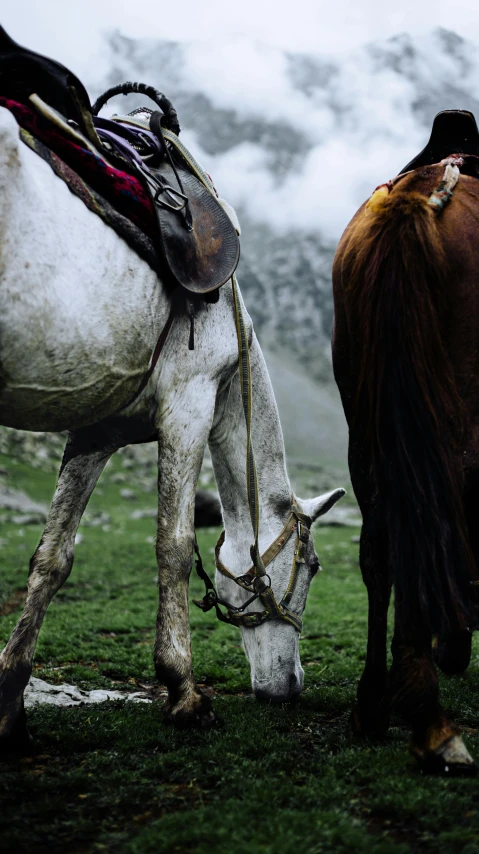 two horses with saddles on their backs