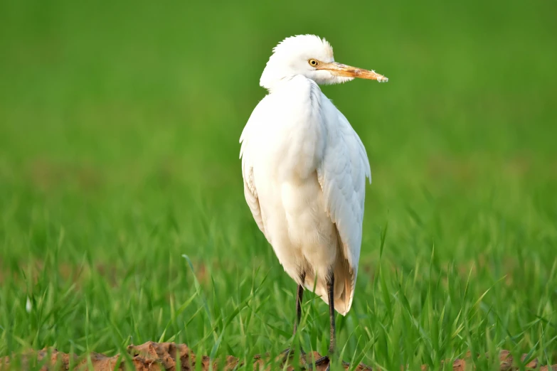 a bird stands on the grass looking at soing