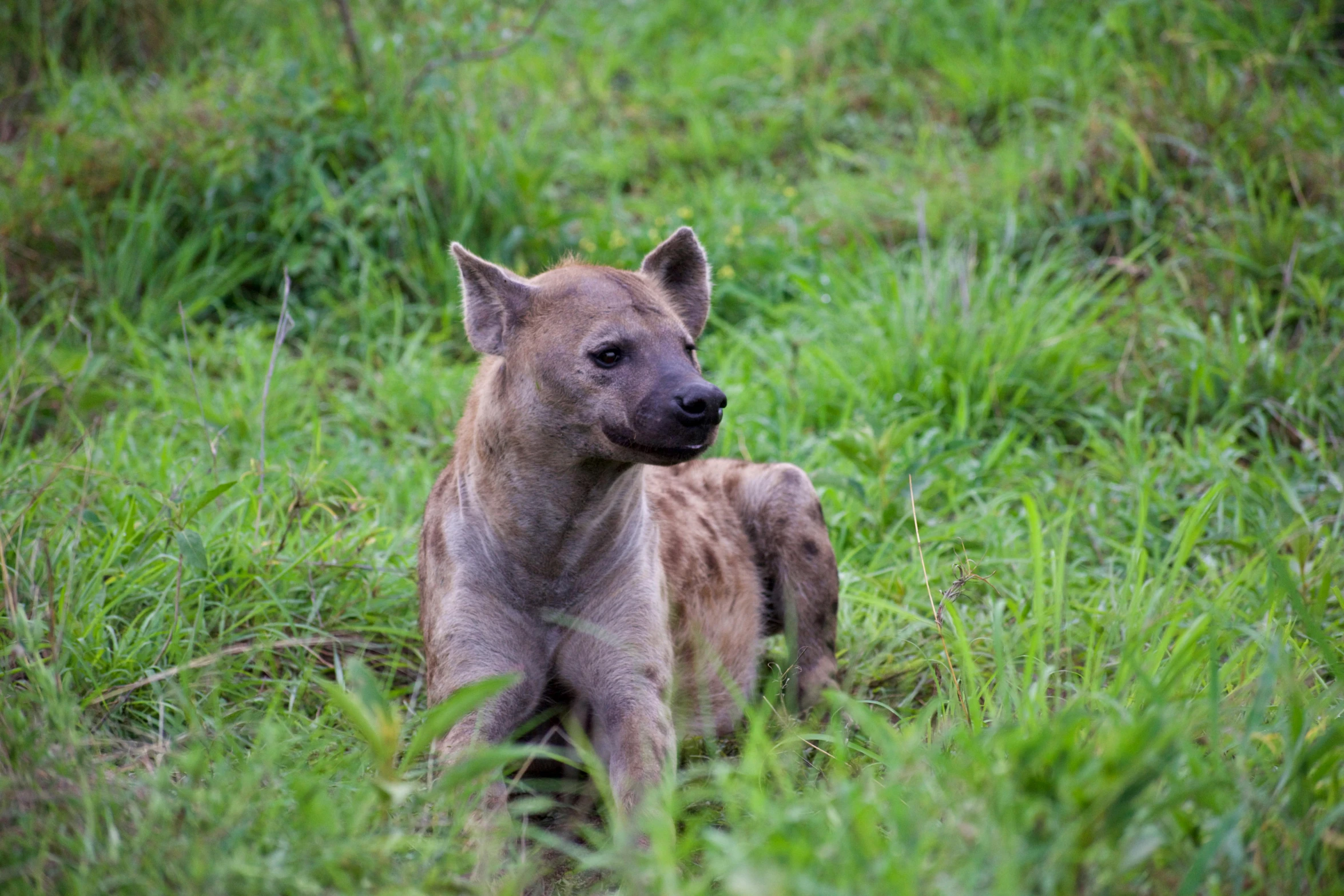 a small, brown hyena is sitting in a grassy area