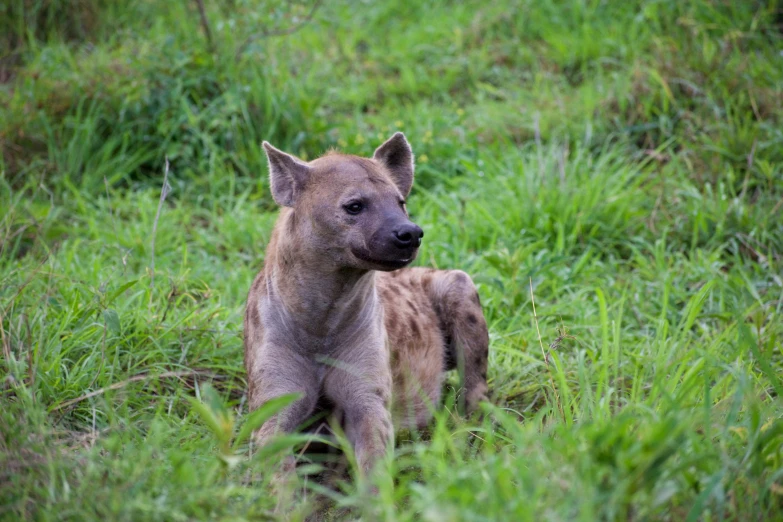 a small, brown hyena is sitting in a grassy area