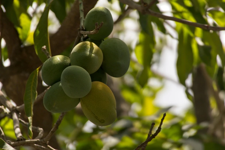 a bunch of mangoes hang from a tree