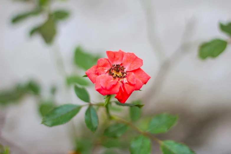 a red rose is blooming among green leaves