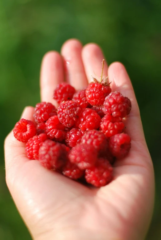 a hand that has some raspberries in it