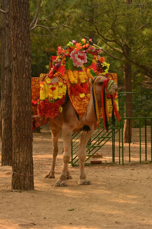 a horse with some kind of blanket around its back