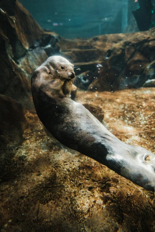 the seal has found his shell alone under water