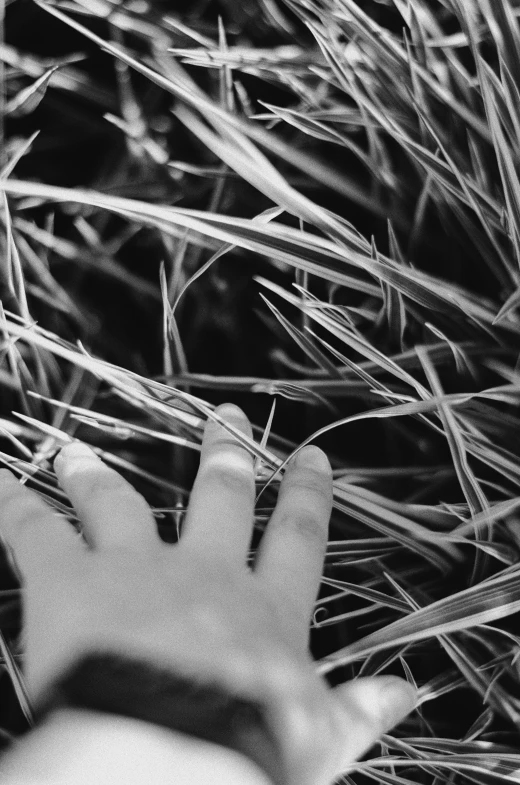 a hand is reaching into some plants