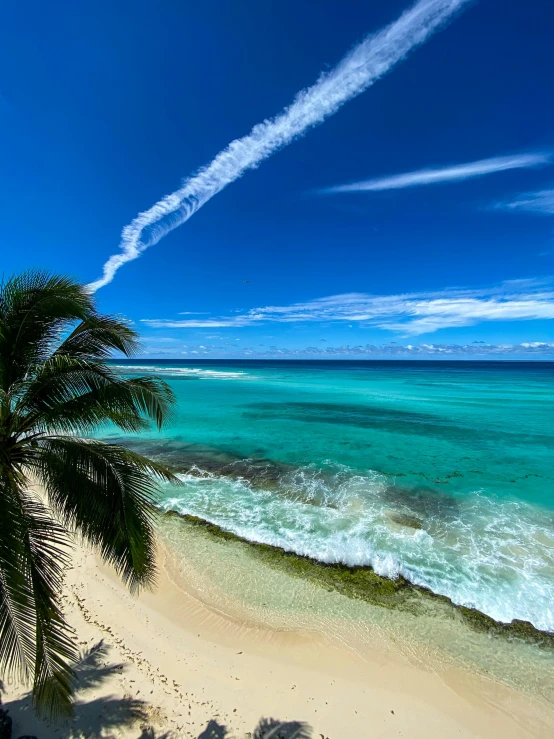 the view of an ocean beach with palm trees