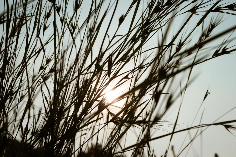 grass is blowing in the wind with a sun flare in the background