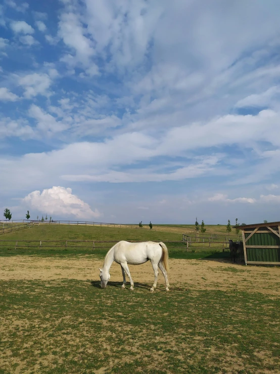 a horse grazing on grass on a clear day