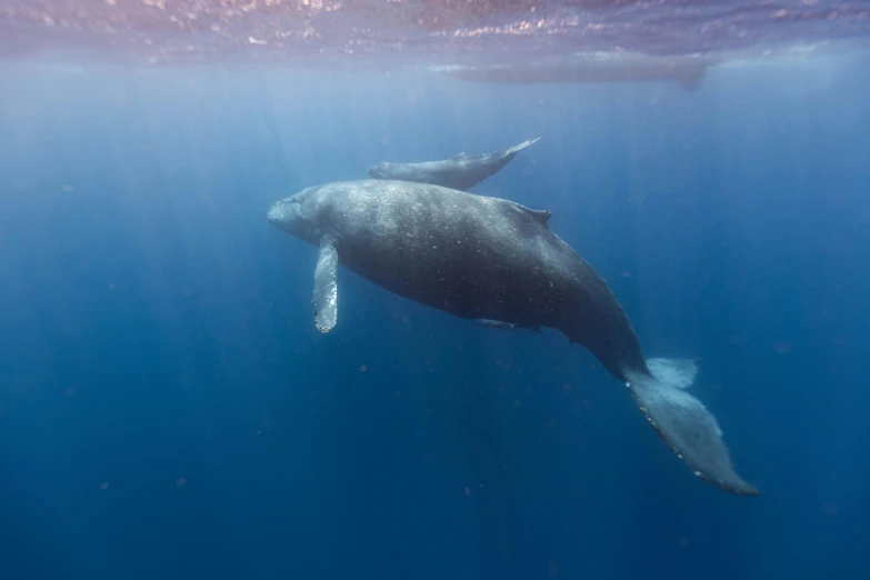 a gray whale swims in clear water