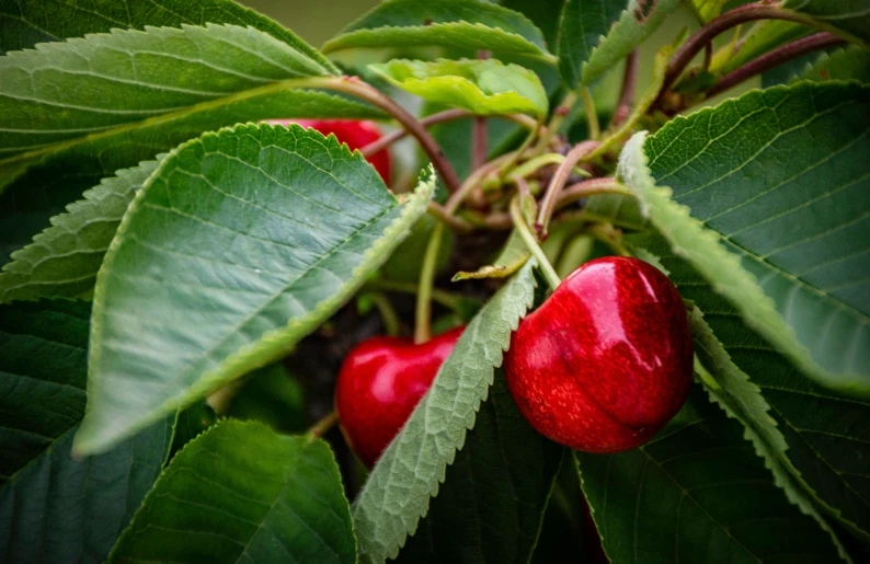 some very pretty cherries growing in a big bush