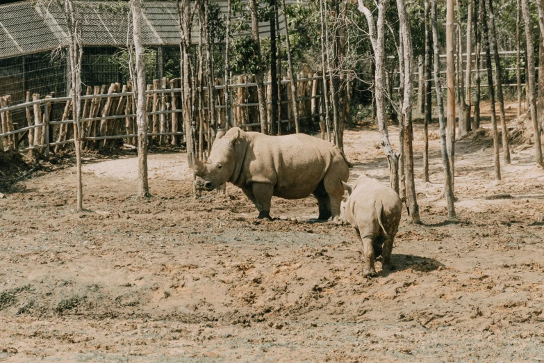 a large rhinoceros and its calf walk around the fence