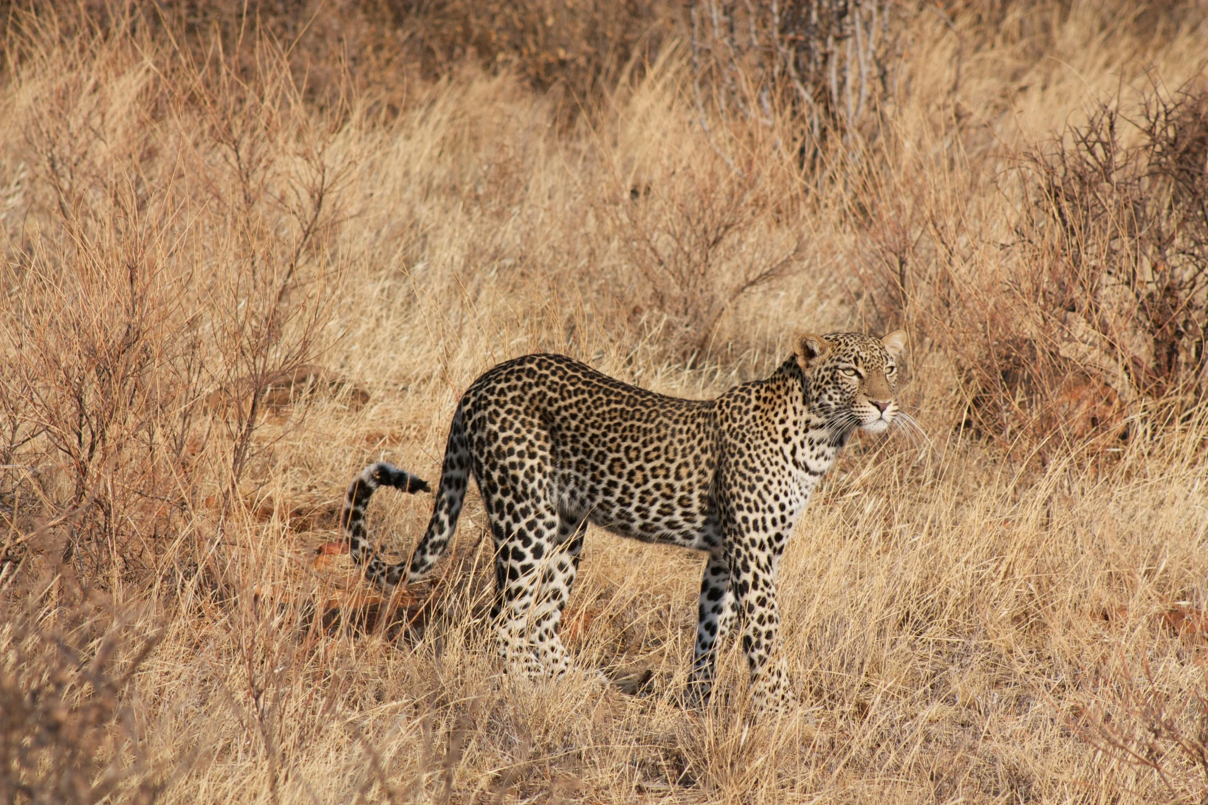 a leopard standing alone in the field of dry grass