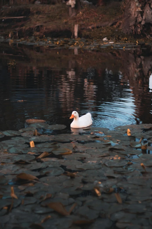 there is a duck swimming in the water