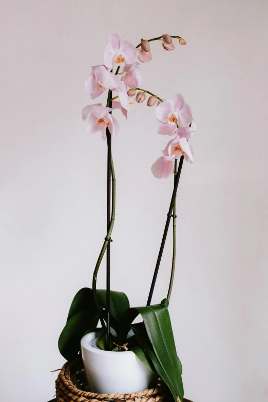 pink orchids sit in a woven vase with green leaves