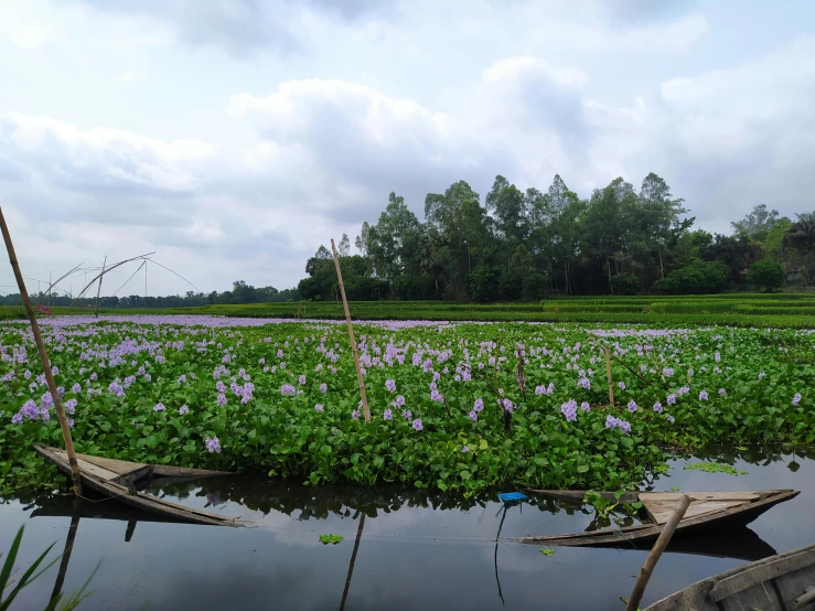 two small boats tied up near some vegetation