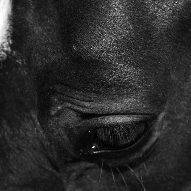 black and white pograph of a horse's nose