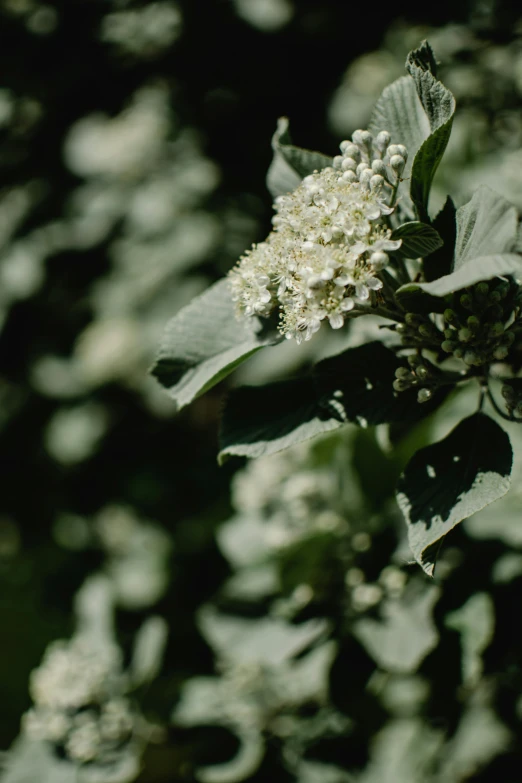 the flowers on this tree are white and blooming