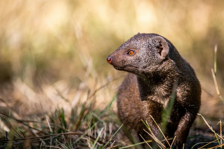 a brown animal walking across a lush green field