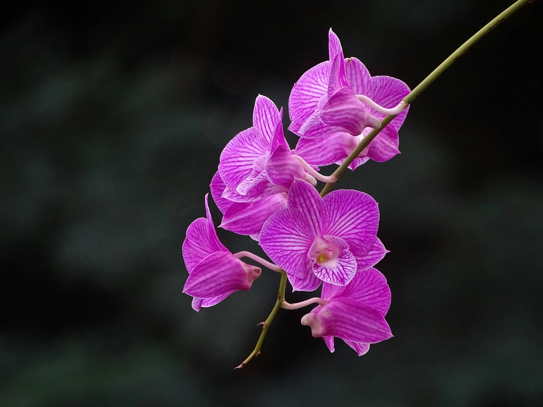 a purple flower on a stalk with green stems